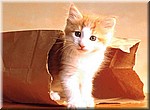 chatons